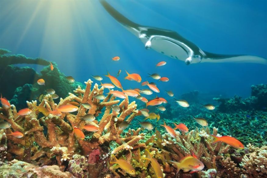 Mangos and Mantaray - 8 Days & 7 Nights Viti Levu round trip + Mantaray Island