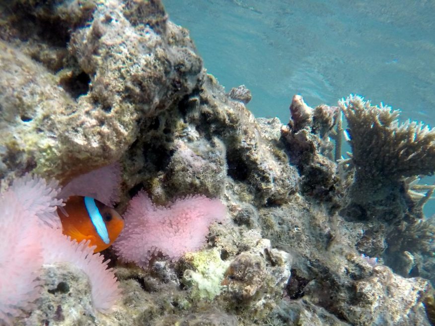 Beachcomber Island Full Day Tour Incl BBQ Resort Lunch - DISCOUNTED